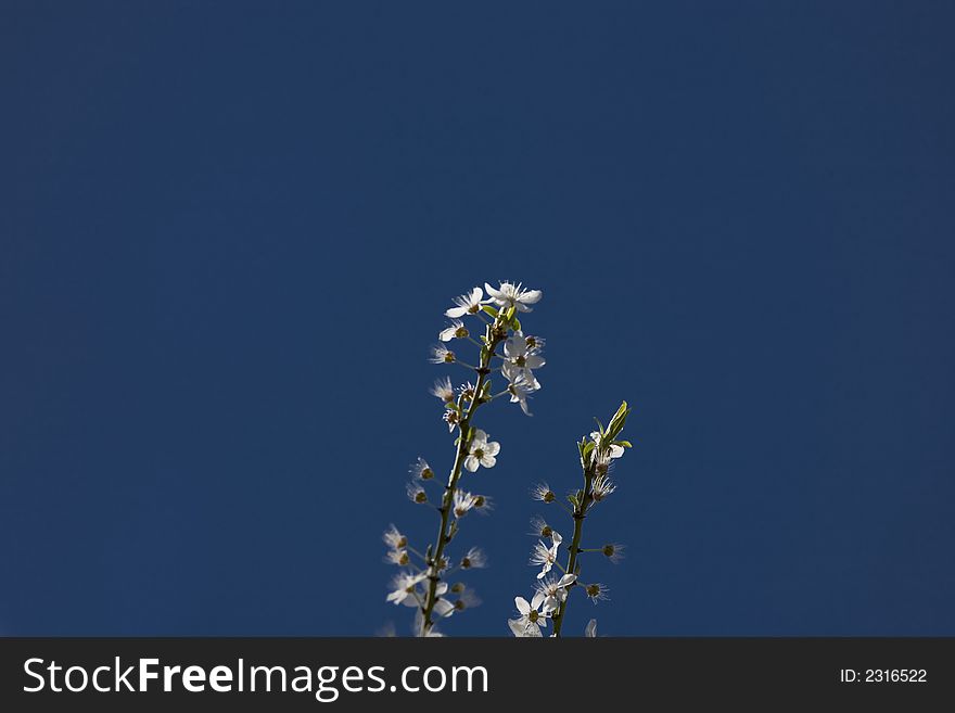 White flower apple tree on blue sky. White flower apple tree on blue sky
