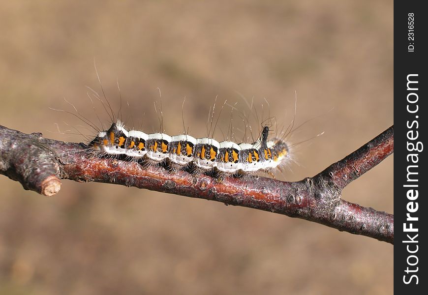 White, black and yellow caterpillar on a tree branch