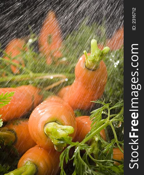 The Carrots & Rain