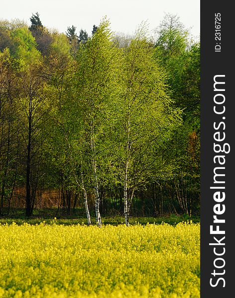 Field of yellow rape at the border of green forest. Field of yellow rape at the border of green forest