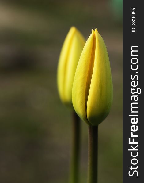 Two yellow tulip butts photographed in my garden