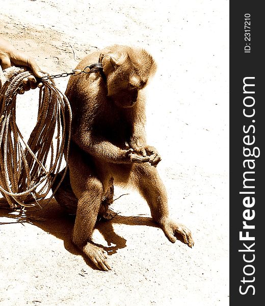 Baboon on chain leash staring pensively at its fingers. Baboon on chain leash staring pensively at its fingers
