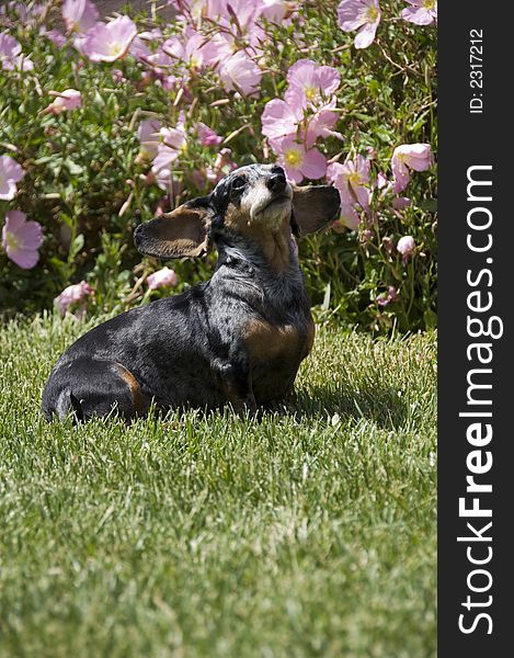 Little silver dappled dachshund in the yard. Little silver dappled dachshund in the yard