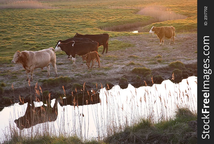 Cattle reflected in water at evening time