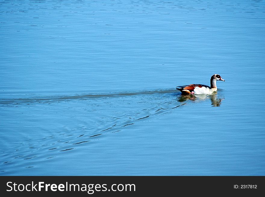 An Egyptian Goose swimming in a dam, leaving a trial behind.  Photographed in its natural habitat. An Egyptian Goose swimming in a dam, leaving a trial behind.  Photographed in its natural habitat.