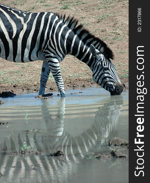 Burchell's Zebra reflecting in a dam's surface.  Photographed in its natural habitat. Burchell's Zebra reflecting in a dam's surface.  Photographed in its natural habitat.
