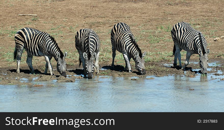 Burchell's Zebras drinking from a dam.  Photographed in its natural habitat. Burchell's Zebras drinking from a dam.  Photographed in its natural habitat.