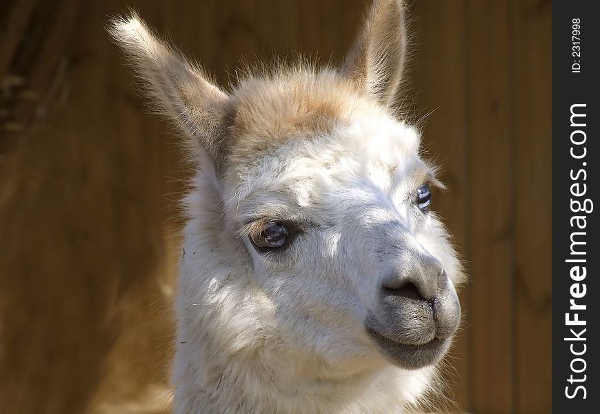 Head detail photo of a nice llama