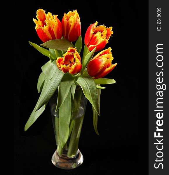 Red tulips on a black background