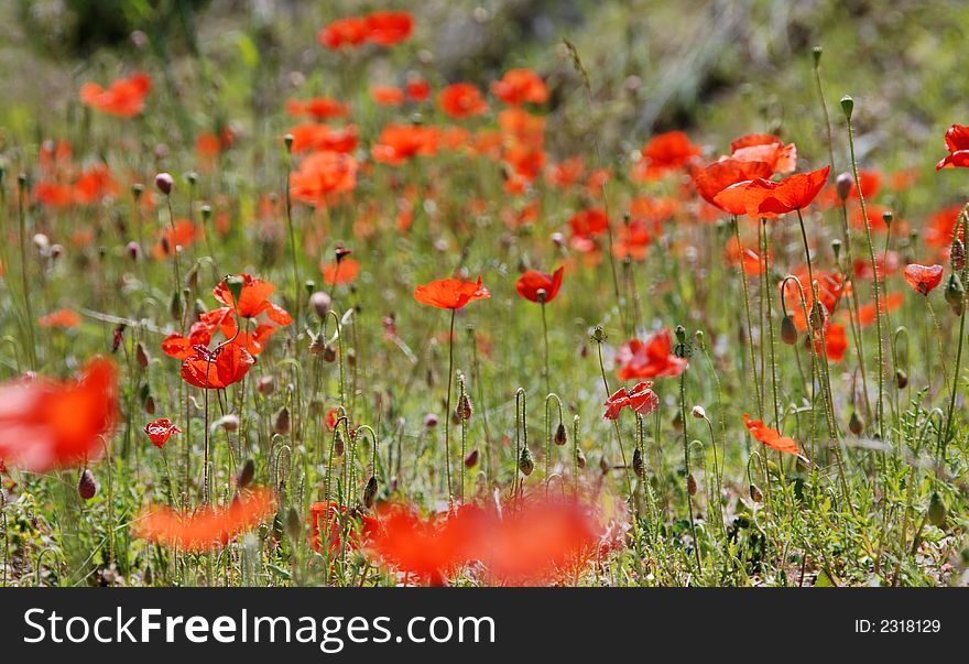 Field of red poppies during spring