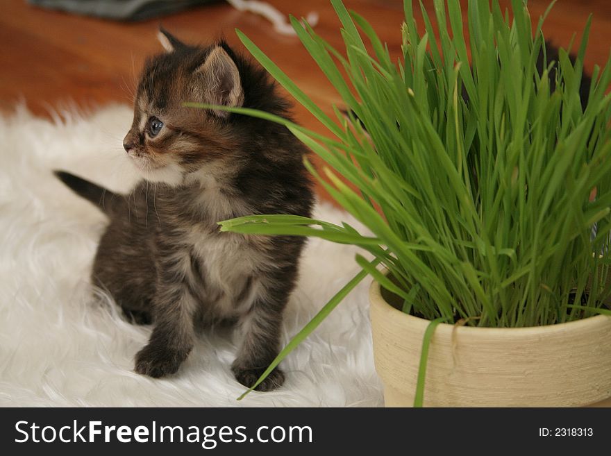 Small black kitten of Maine Coon. Small black kitten of Maine Coon