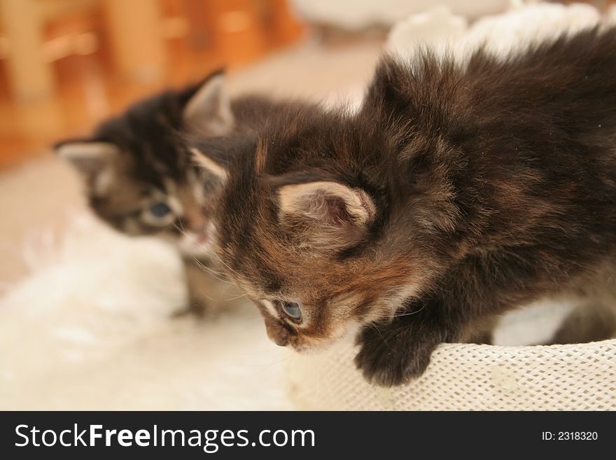 Small black kittens of Maine Coon. Small black kittens of Maine Coon