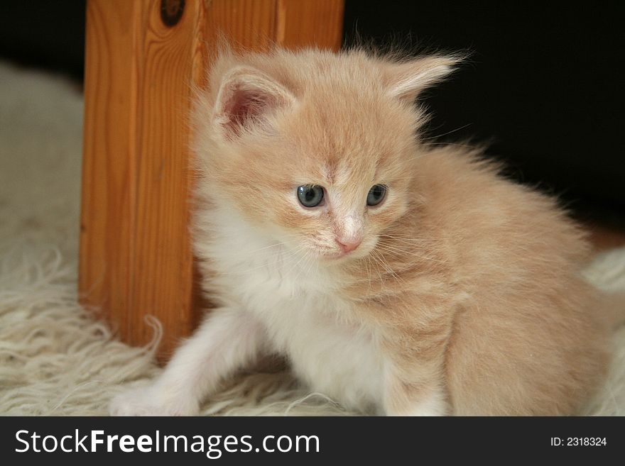 Small red kitten of Maine Coon. Small red kitten of Maine Coon