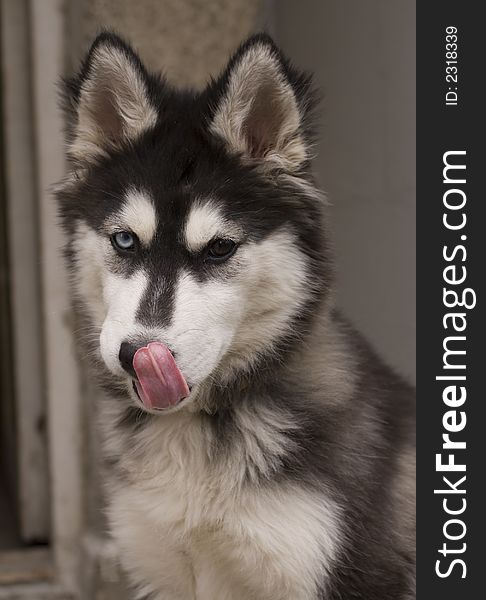 Beautiful young husky dog loll out his tongue