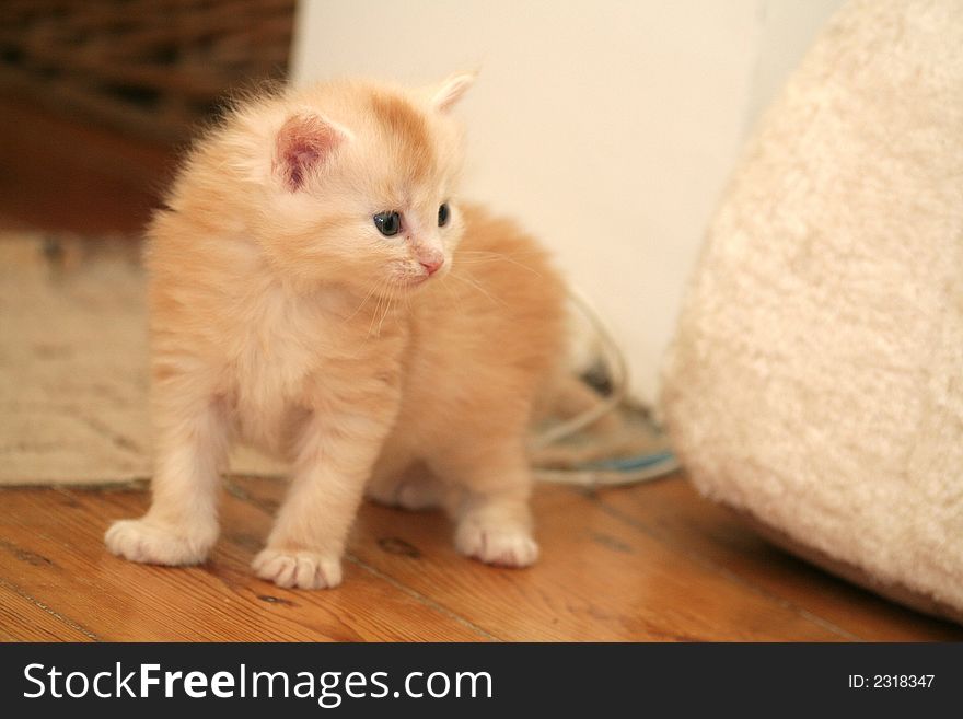 Small red kitten of Maine Coon. Small red kitten of Maine Coon