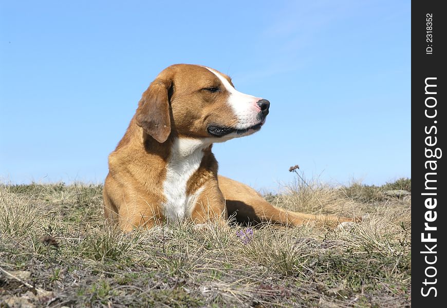 Serbian hunting dog, beautiful picture