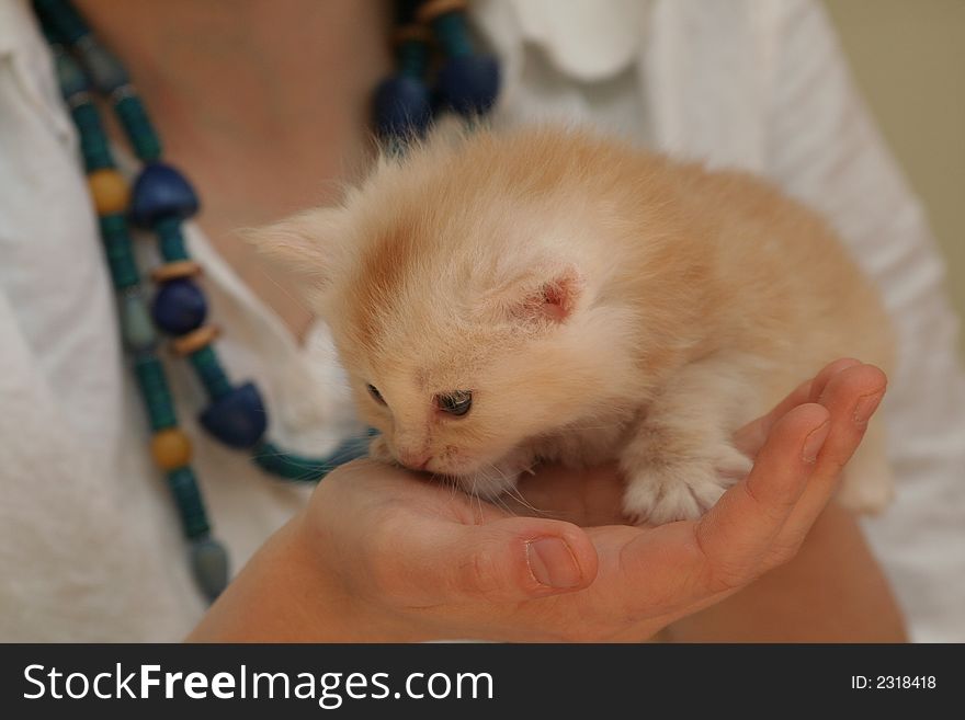 Small red kitten of Maine Coon. Small red kitten of Maine Coon