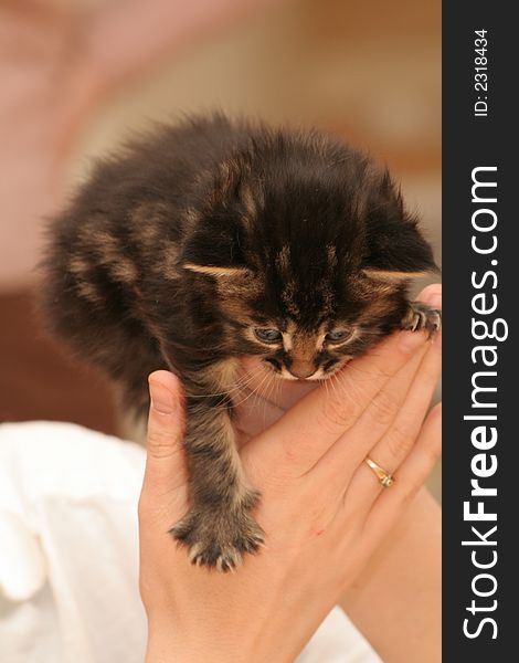 Small black kitten of Maine Coon. Small black kitten of Maine Coon