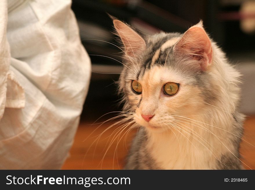 Portrait of the beautiful cat of Maine Coon. Portrait of the beautiful cat of Maine Coon