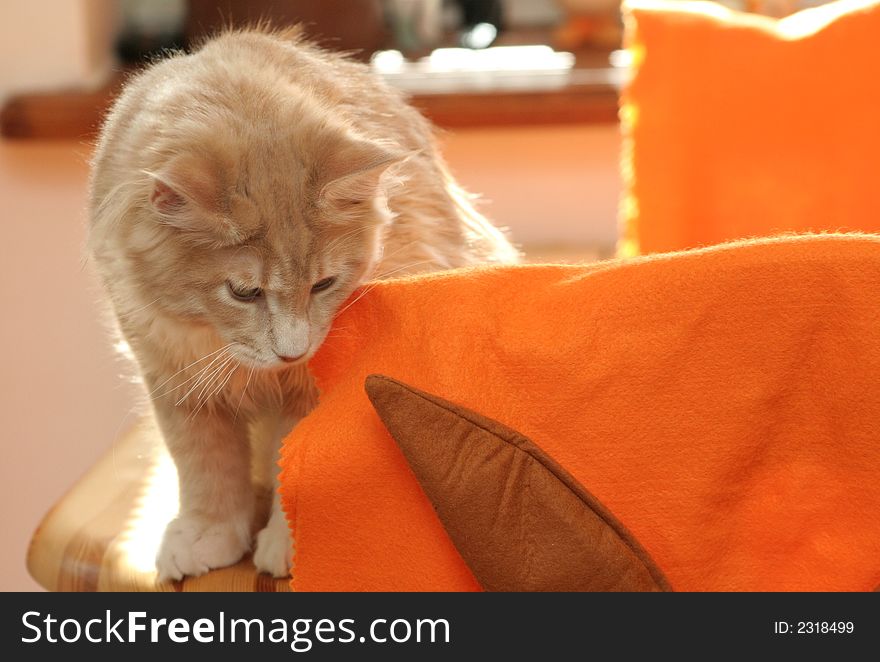 Cat of Maine Coon playing with pillows