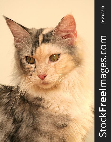 Portrait of the beautiful cat of Maine Coon. Portrait of the beautiful cat of Maine Coon