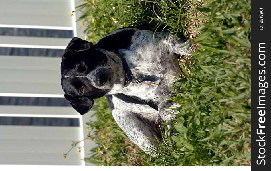 A black and white puppy (blue tick/pointer) resting in the grass near a white fence. A black and white puppy (blue tick/pointer) resting in the grass near a white fence