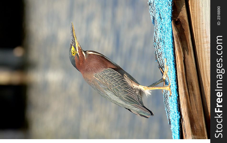 A little green heron on a dock by the water