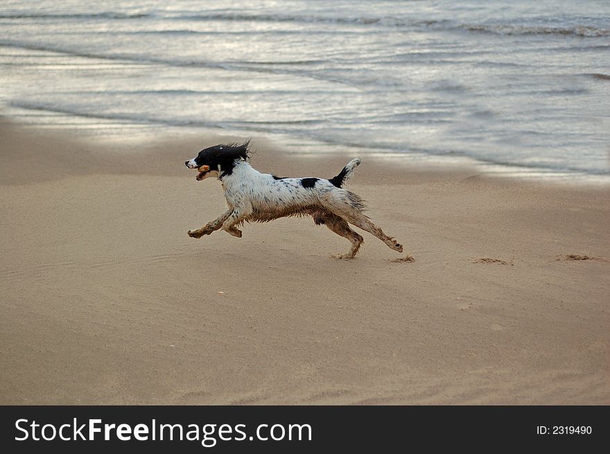 English springer spaniel having fun at the beach with the waves lapping onto the sand. English springer spaniel having fun at the beach with the waves lapping onto the sand.