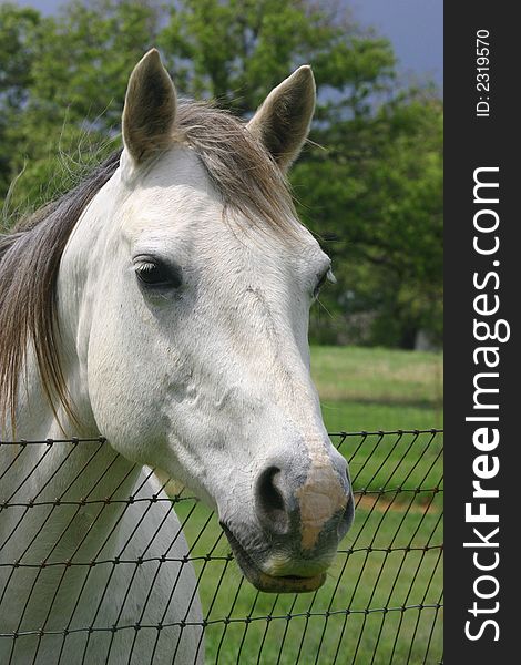 Gray horse looking over wire fence, sleepy eyes and relaxed sagging lip, green grass and trees in background.