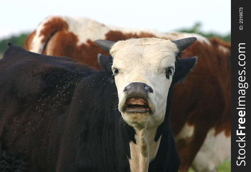 Young bull or steer with short stubby horns curling nose at scent of female cow, covered with flies, in midst of herd