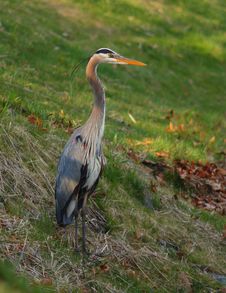 Blue Heron Ardea Herodias Fishing On A Lake Bank Royalty Free Stock Image Blue Heron Ardea Herodias Fishing On A Lake Bank Royalty Free Stock Image