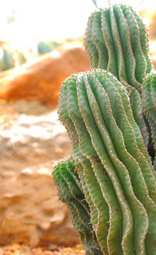 Cactus Stock Image Cactus Stock Image