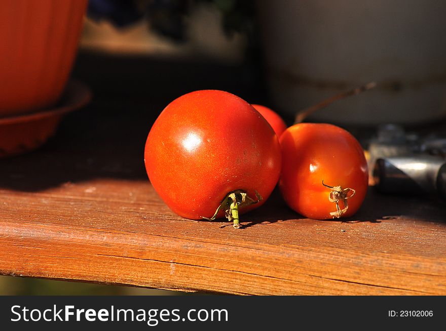 Fresh Ripe Tomatoes just picked off the Vine