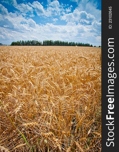 A vertical image of a wheat field ready to harvest