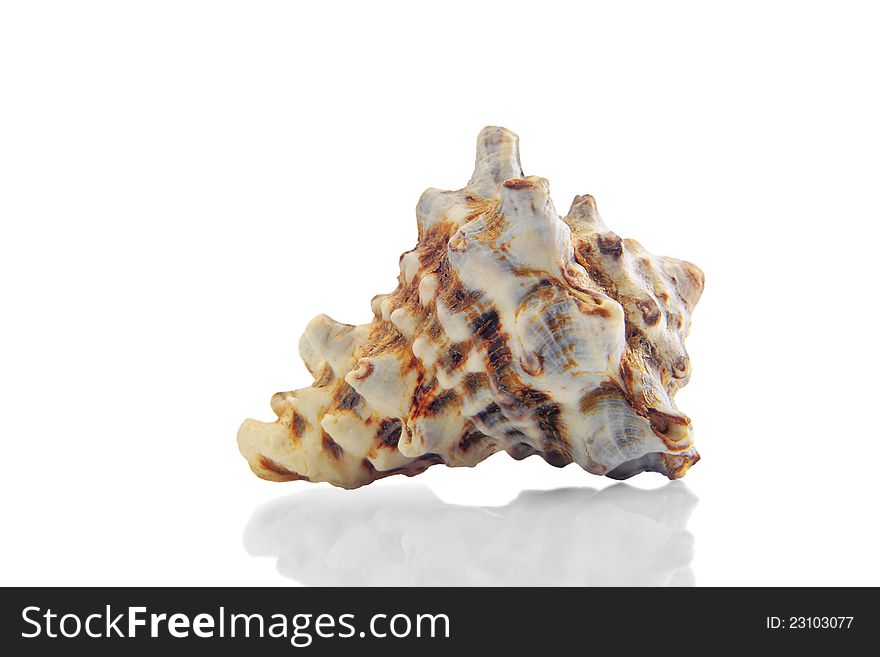 Photo of a sea snail with a very shallow depth of field focusing on the middle. Photo of a sea snail with a very shallow depth of field focusing on the middle