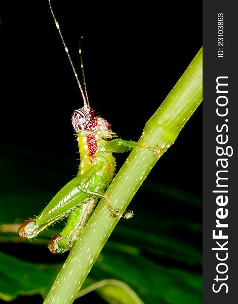 Closeup of Red White headed cricket on black and green in Panamanian rainforest, Fort Sherman, Colon. Closeup of Red White headed cricket on black and green in Panamanian rainforest, Fort Sherman, Colon.