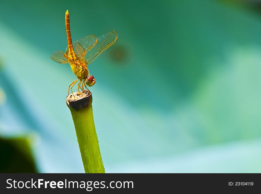 A big yellow dragonfiy stand on a tiick of the lotus leaf. A big yellow dragonfiy stand on a tiick of the lotus leaf