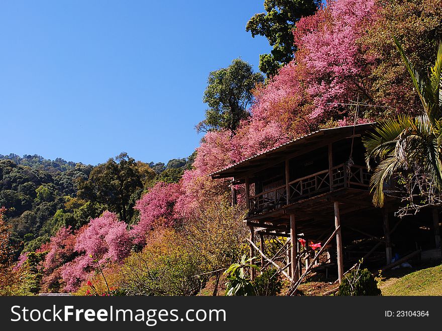 Sakura thailand