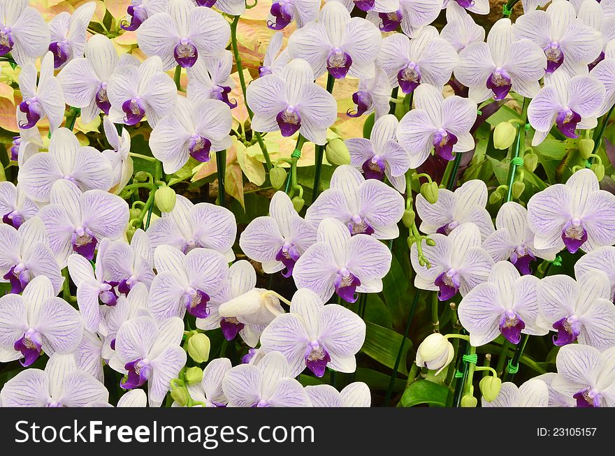 Orchid background in the garden