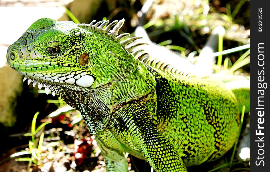 Wild iguana lizzard green closeup. Wild iguana lizzard green closeup