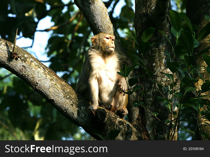 Monkey sitting on a tree branch. Monkey sitting on a tree branch