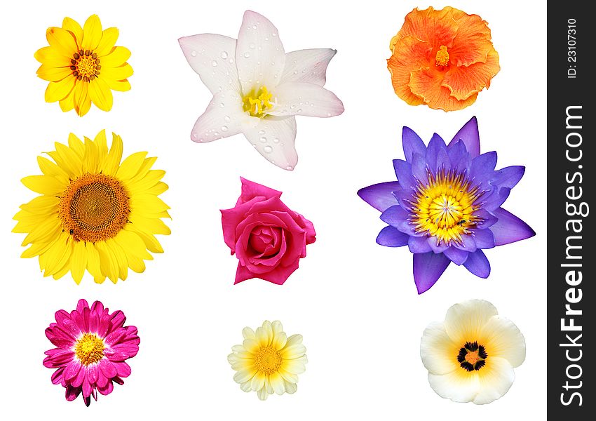 Isolated collection of flowers like water lily, chrysanthemum, daisy and hibiscus. Isolated collection of flowers like water lily, chrysanthemum, daisy and hibiscus