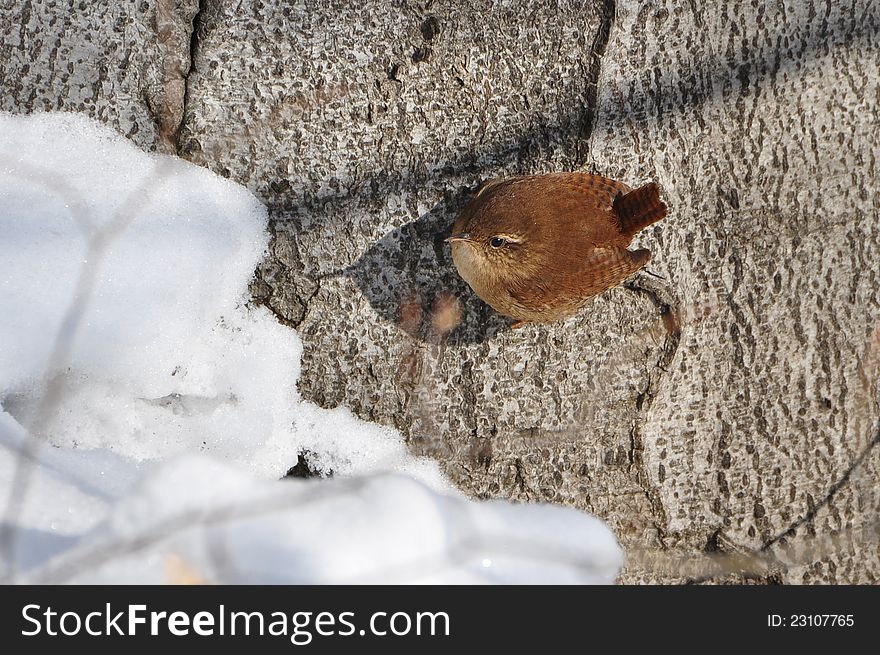 Winter wren, Troglodytes troglodytes