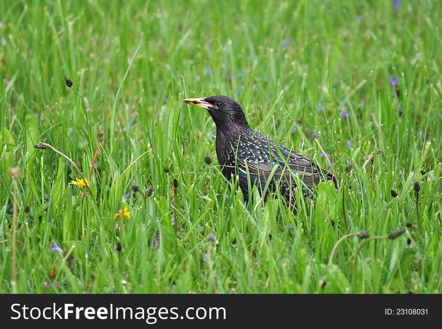 Common Starling, Sturnus vulgaris