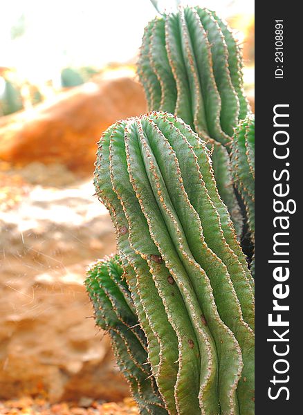 Cactus plants in a greenhouse