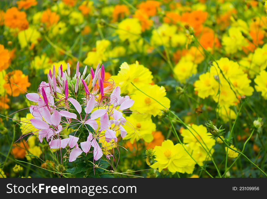 Pink spider flower among cosmos flowers. Pink spider flower among cosmos flowers.