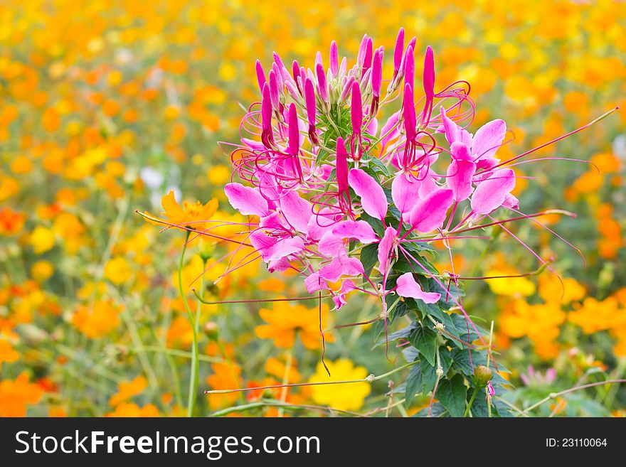 Pink spider flower among cosmos flowers. Pink spider flower among cosmos flowers.