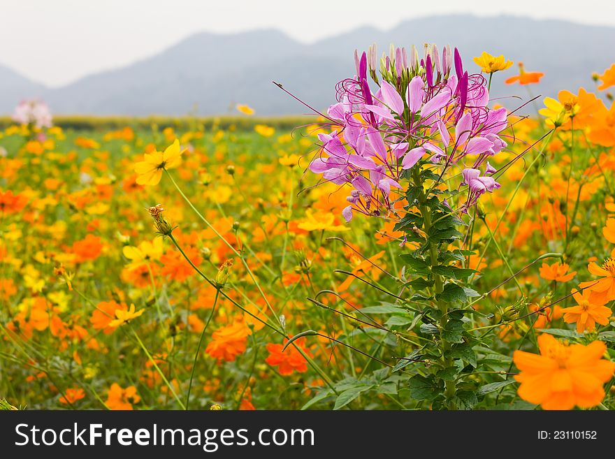 Pink spider flower among cosmos flowers. Pink spider flower among cosmos flowers.