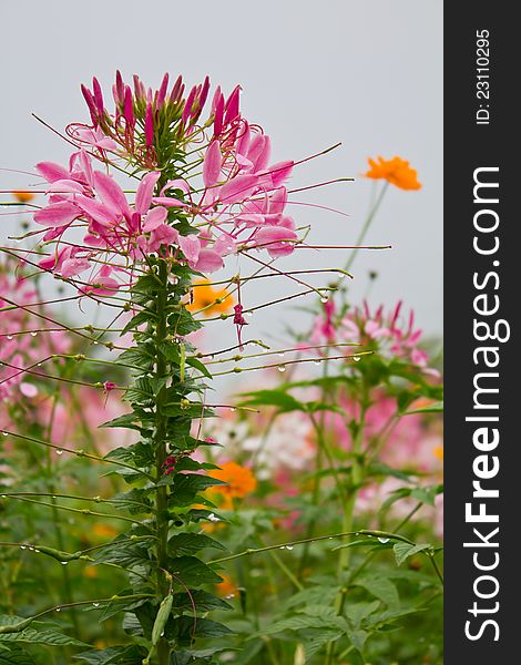 Pink spider flower among cosmos flowers. Pink spider flower among cosmos flowers.