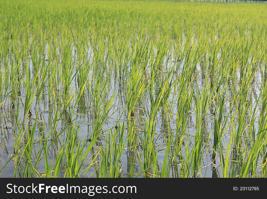 Green paddy fields of Rice, India